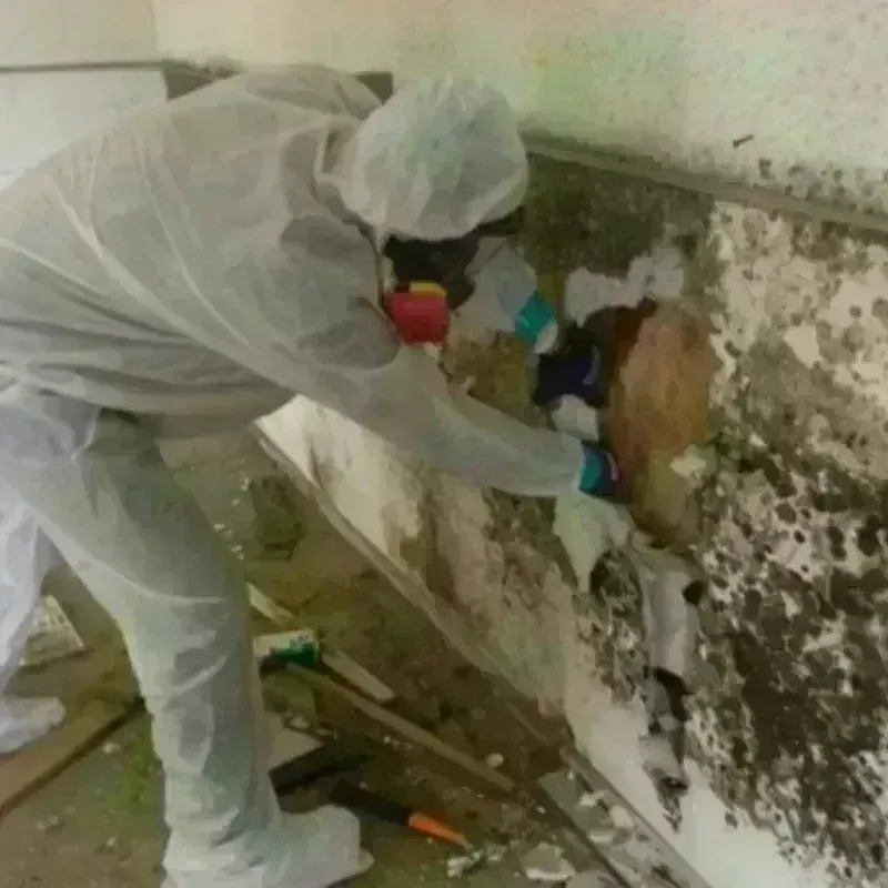 Mold Remediation and Removal in Milan, MO